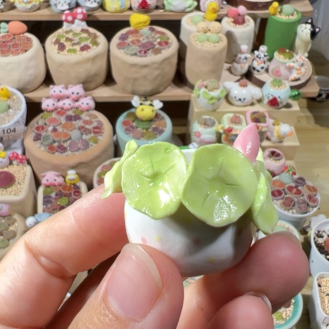 寧***-多肉植物113号种好