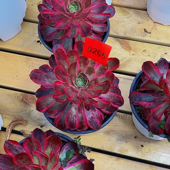 爱****乐0265多肉植物孔雀领