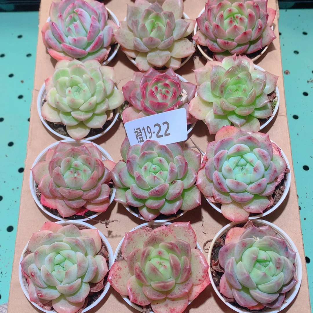 19-22一物一拍多肉带盆18颗