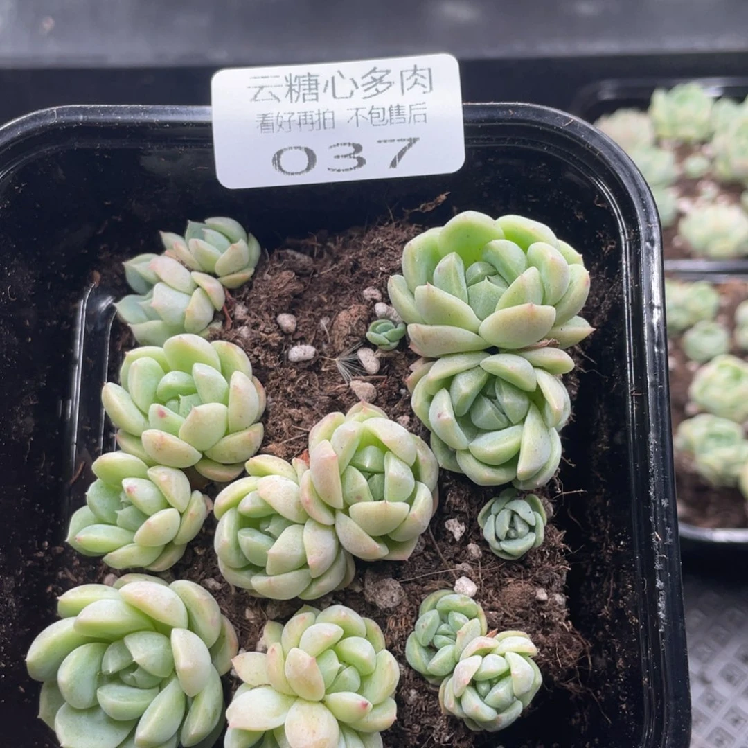 云糖心多肉植物37