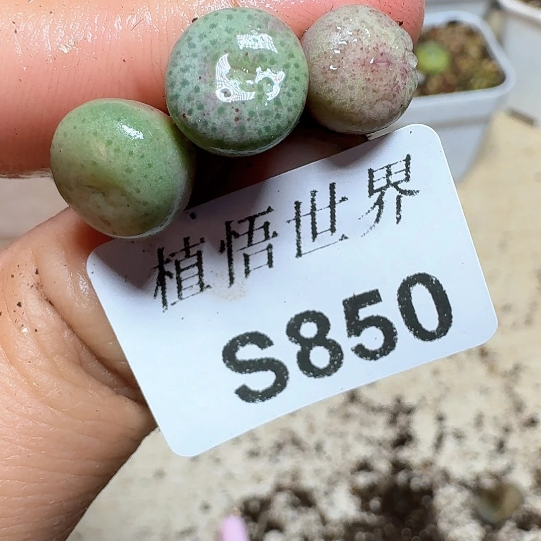 850号多肉植物哇f g