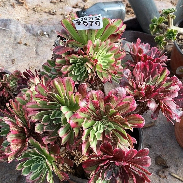 7570 一颗同花顺法师