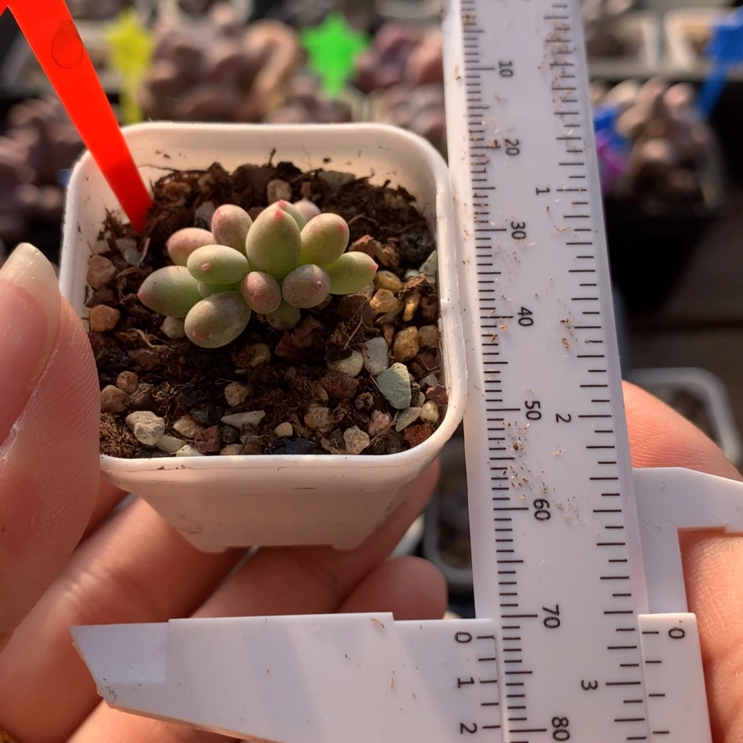 小腮红奶酪多肉植物