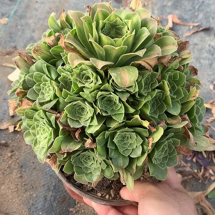 576翡翠琉璃多肉植物