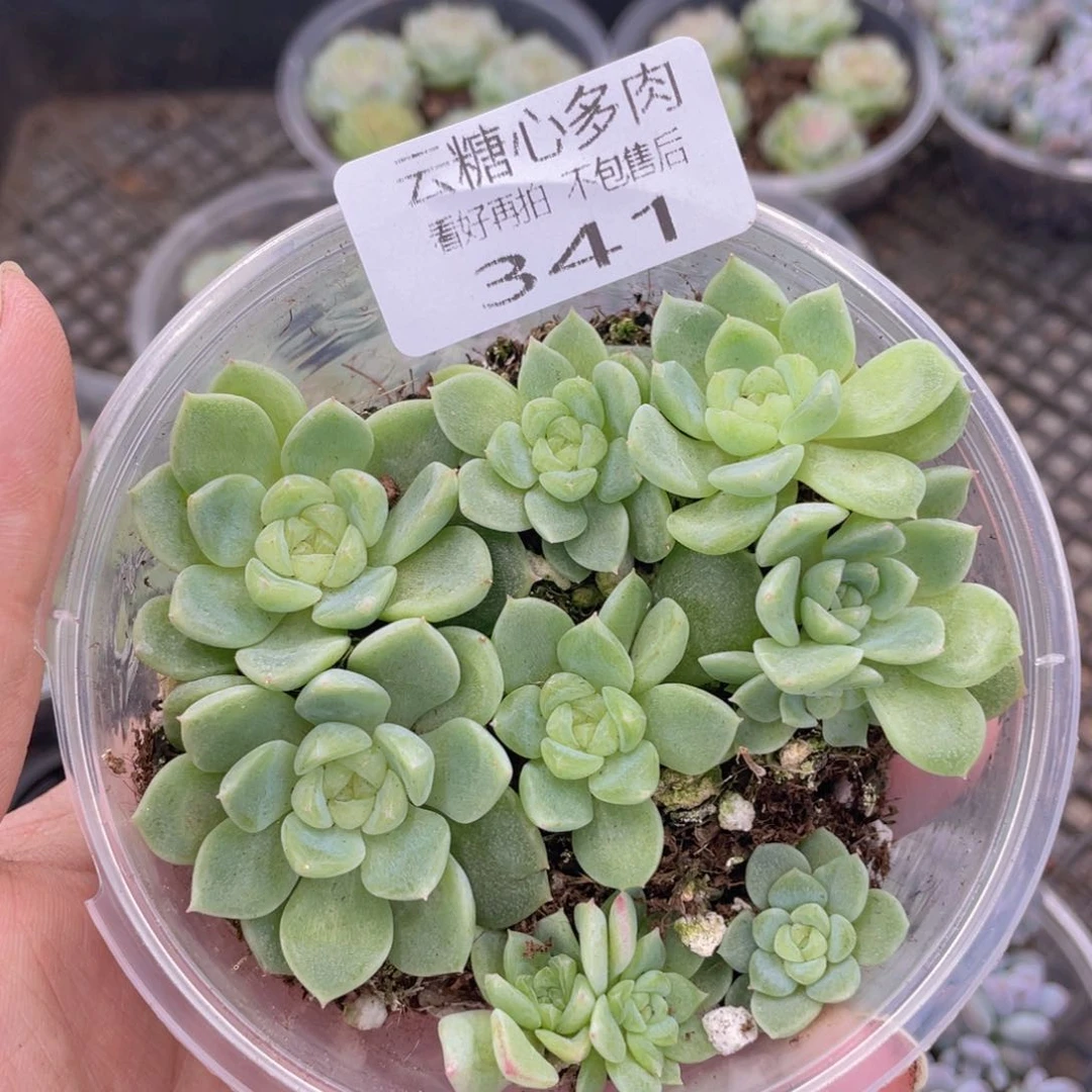 云糖心多肉植物341