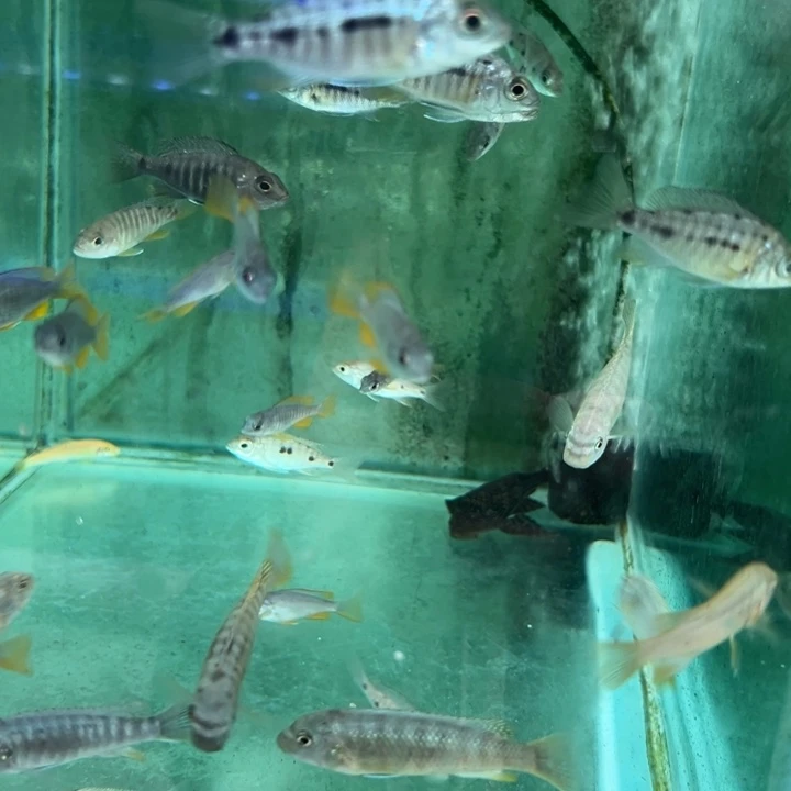 海水鱼三湖慈鲷，热带淡水鱼