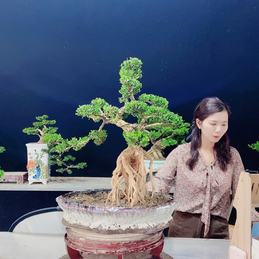 当前无花朵，栽培后可花朵