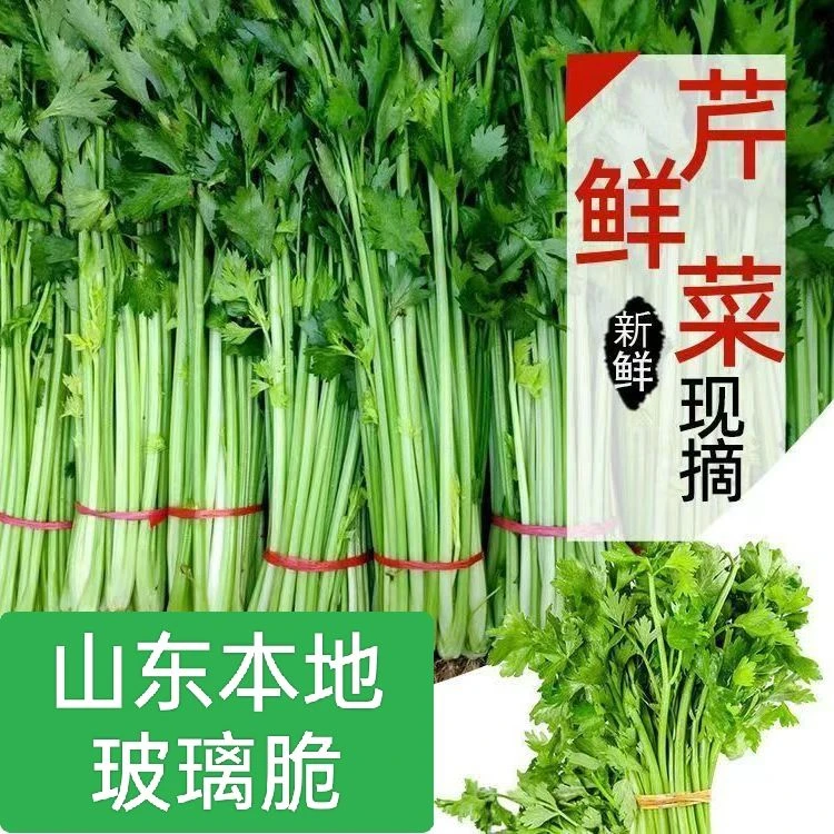 芹菜新鲜现挖沂蒙蔬菜农家自种玻璃脆芹菜现采现发带叶根部少许泥