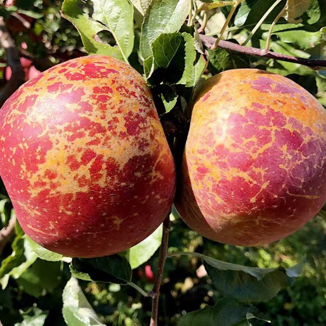 云南昭通冰糖心丑苹果 新鲜采摘 脆甜多汁