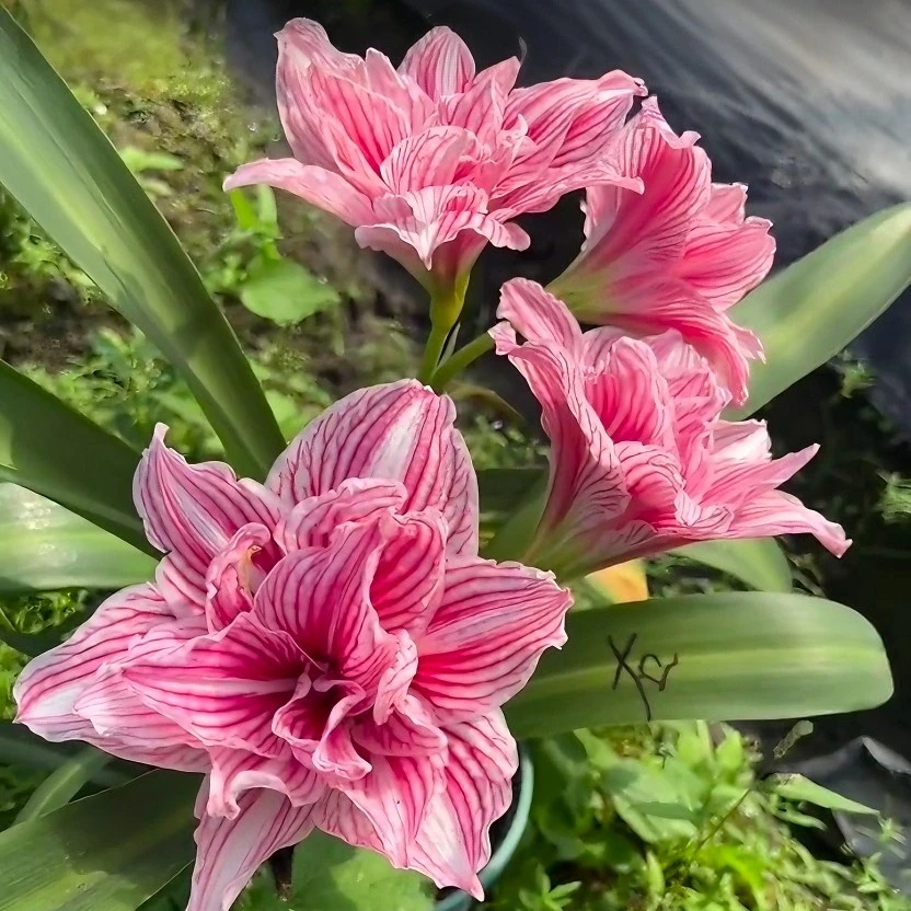 【少女之梦】【孤宝仙子】【东嘉樱桃】【hs3】【hs4】