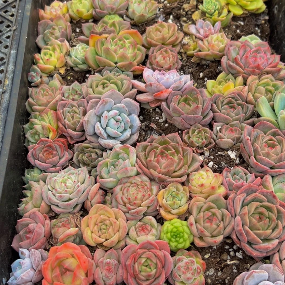 376徐徐从vv哈哈姐姐家呢