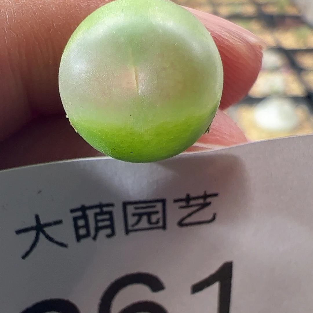 一物一拍。       261