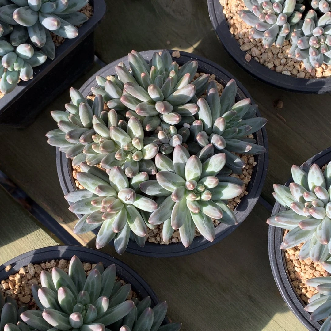 伊卡鲁斯 多头 一颗