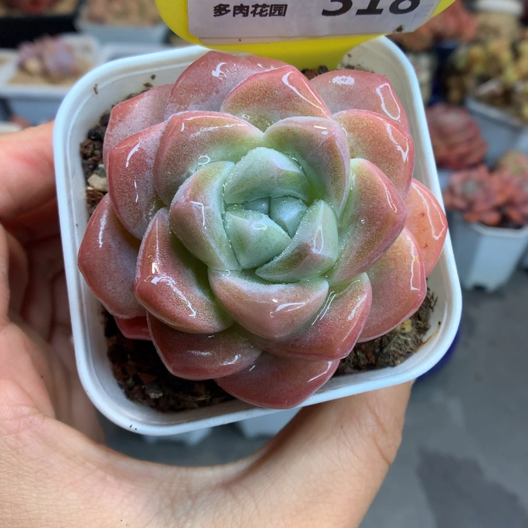 318冰玉多肉植物