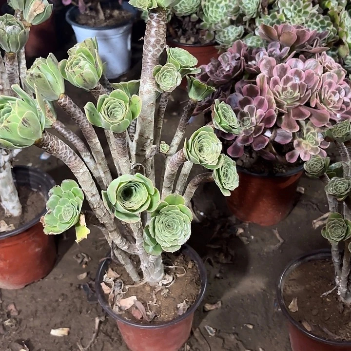 多肉植物法师原始绿10