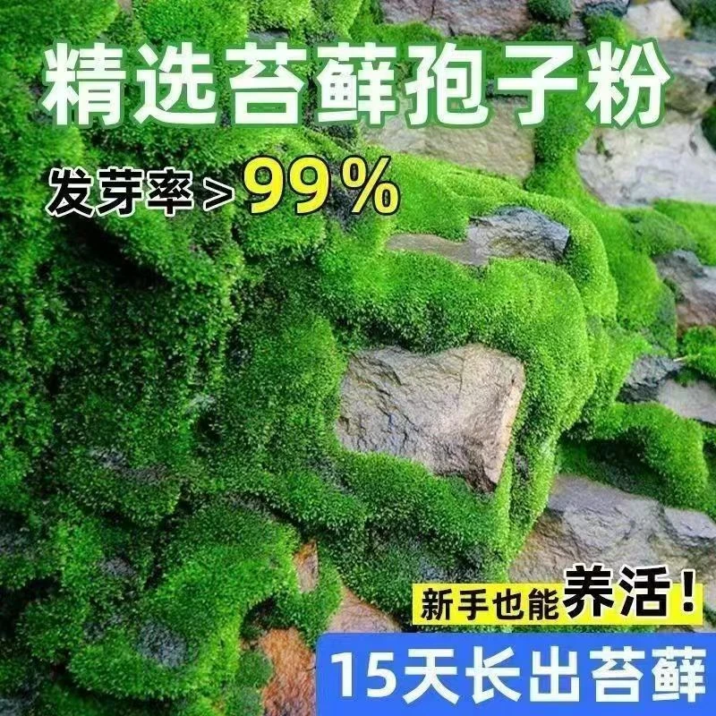 苔藓孢子粉四季鲜活青苔绿植短绒吸水石种子微景观盆景造假山草籽