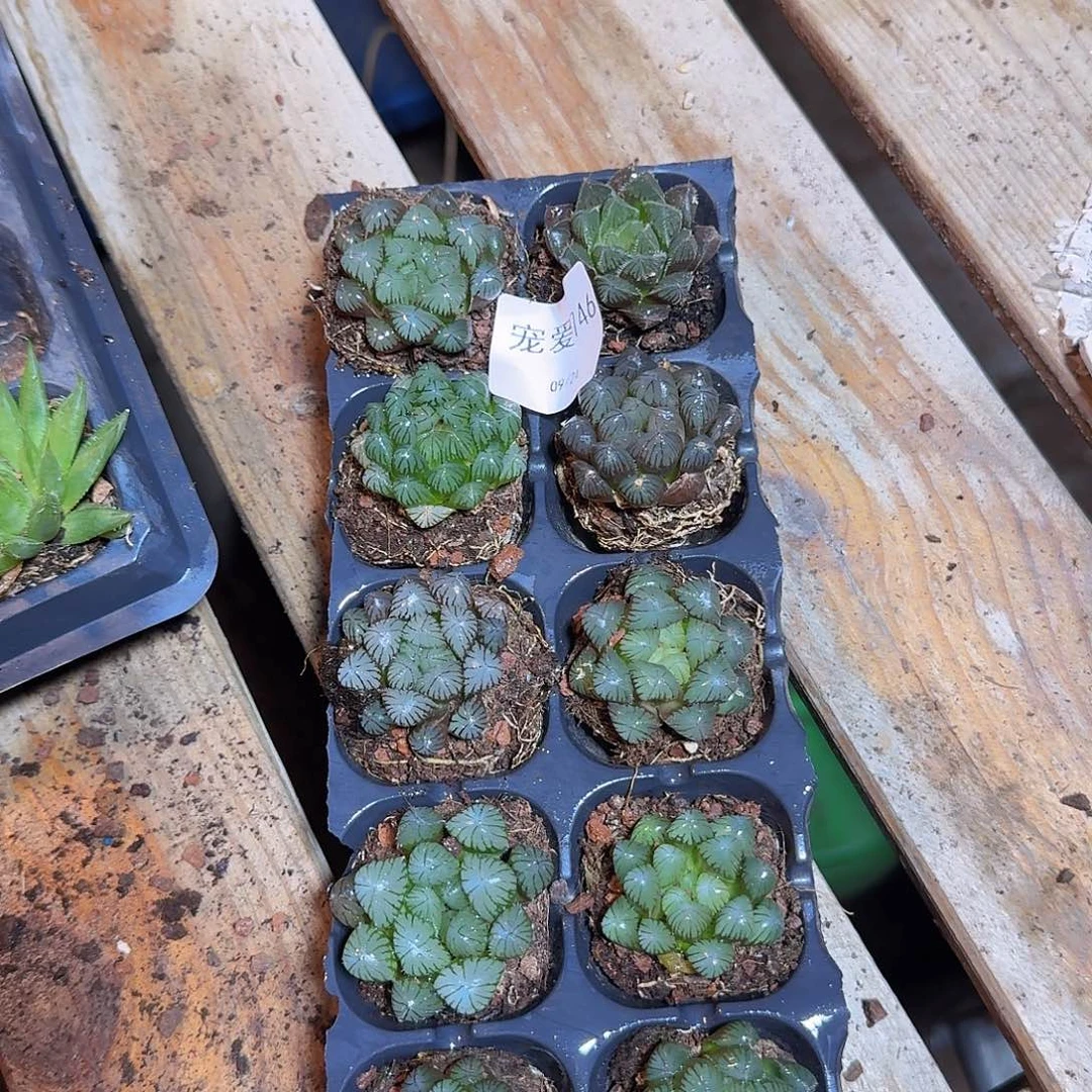 直播福利一物一拍746