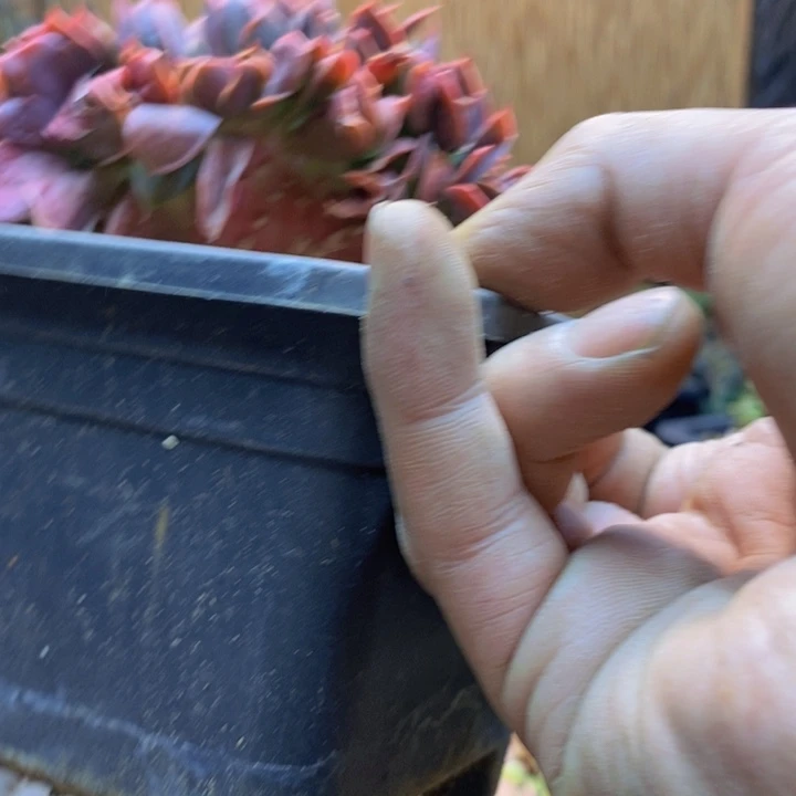 植***筑314号多肉植物多肉植物