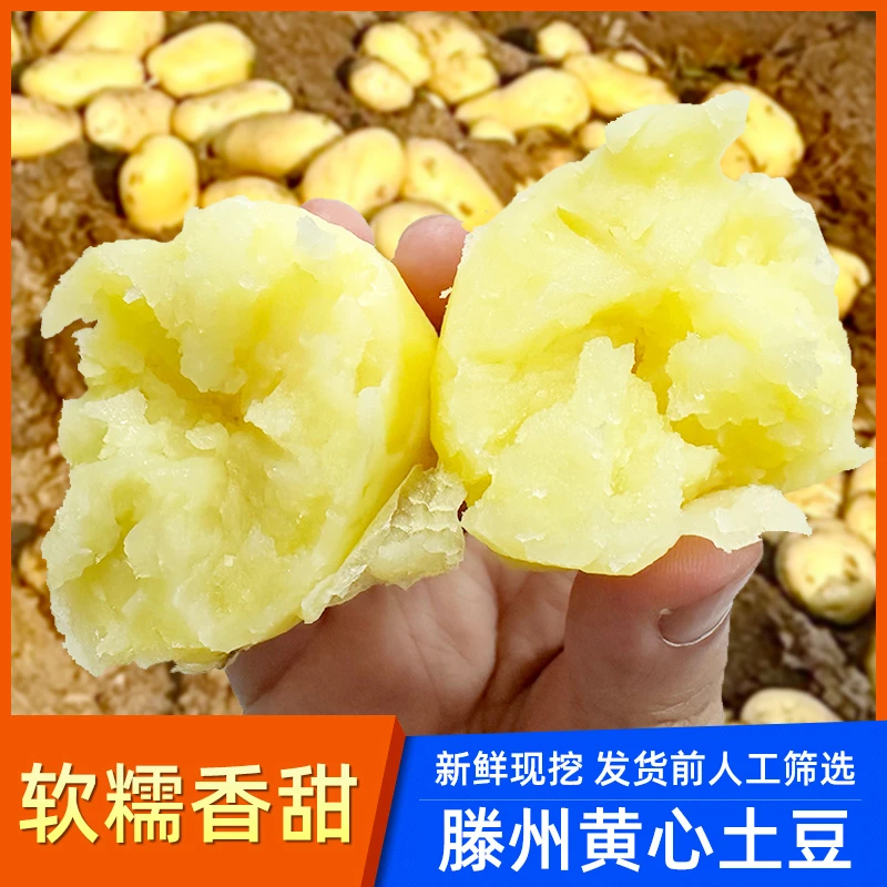 蔬菜马铃薯土豆贵州黄皮黄心农家甘肃定西沙面云南高山软糯黄心