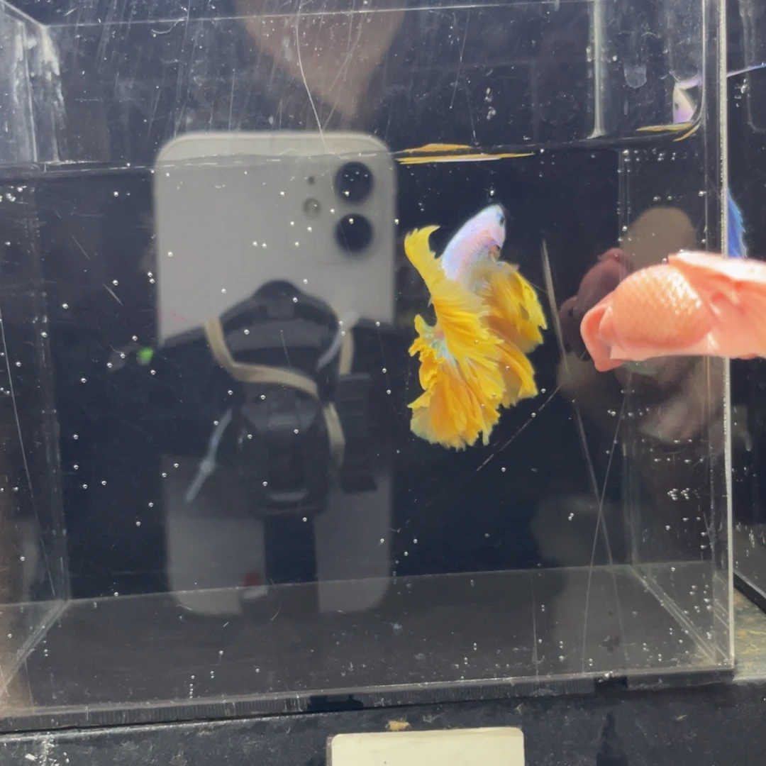 斗鱼哈哈吃菜差576