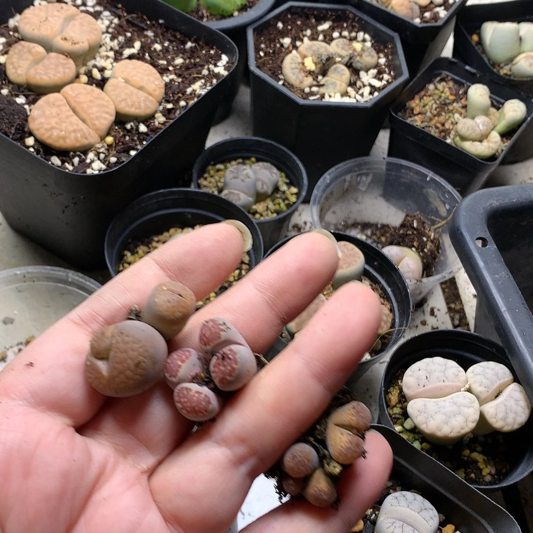 新**选K190多肉植物保护研究所