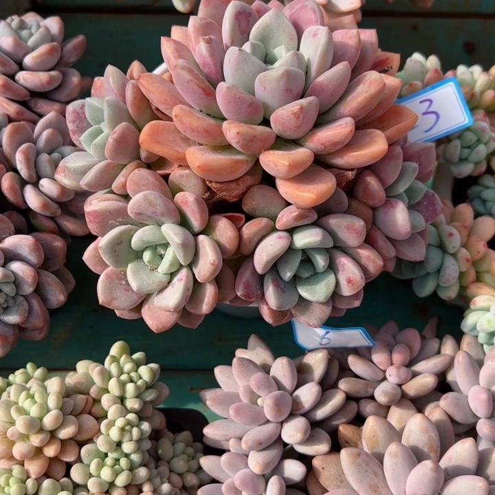 23花斑露平平安安健健康康