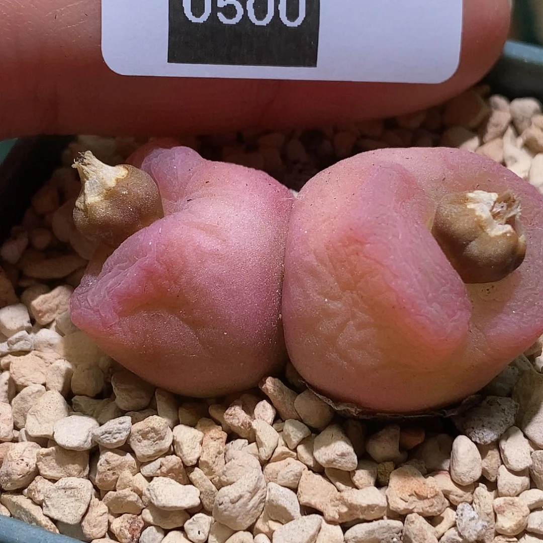 云***好看好看好看好看3-0500