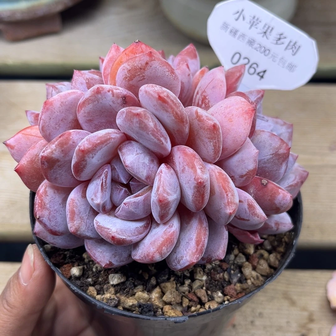 粉底紫心264/11cm4头