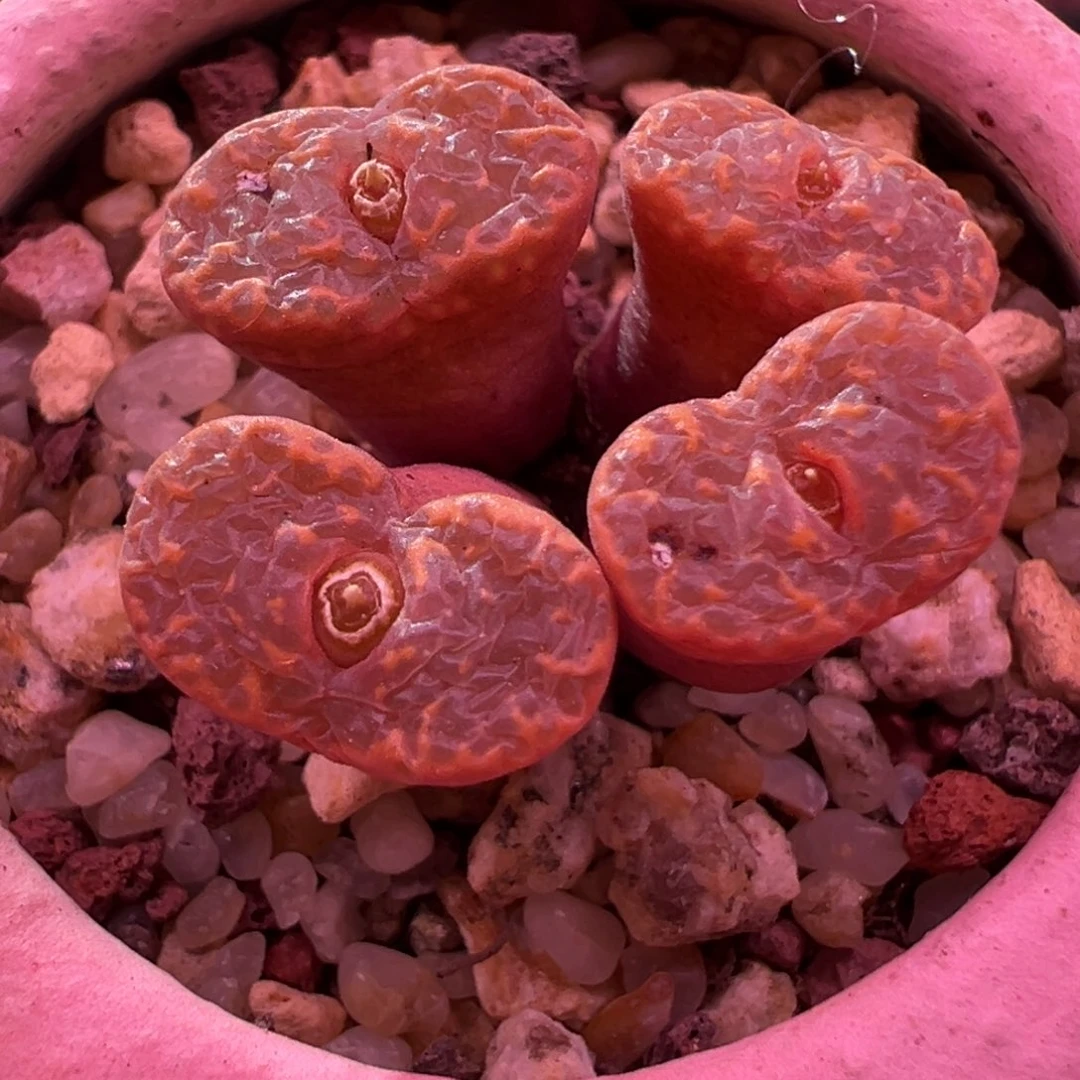 290。全窗粉泡泡勋章