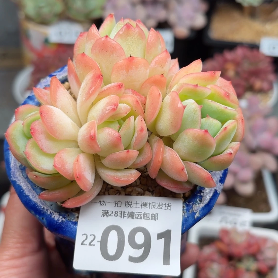 橘子冰多肉多肉多