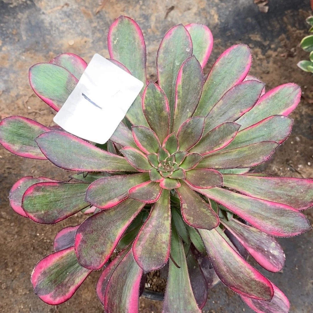 1丽娜满崽15厘米量拍多肉