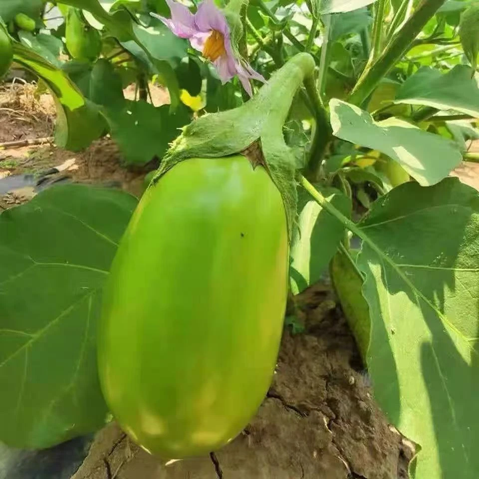 河南农家现摘新鲜青皮绿茄子当季蔬菜鲜嫩可口