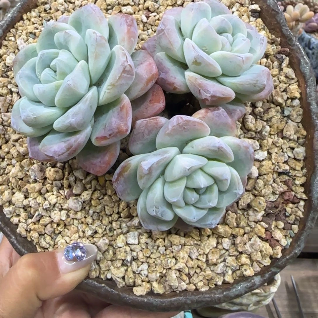 多肉一物一拍老桩冰玉