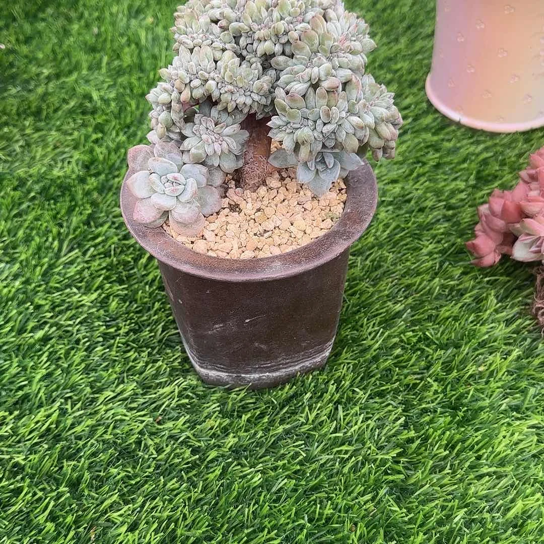 S***练小鼠姐专拍多肉植物
