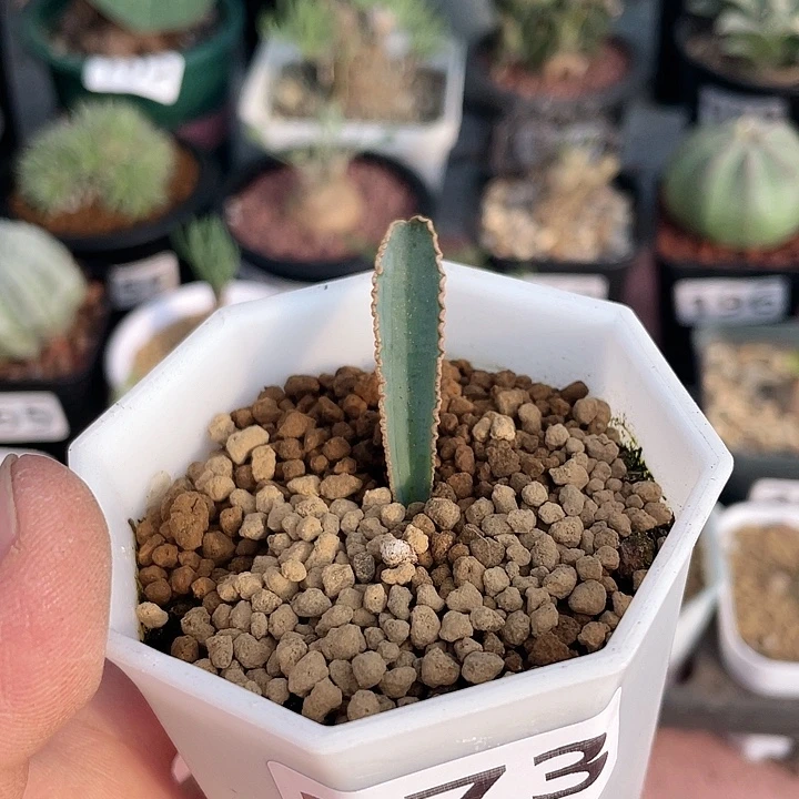 273蛞蝓弹簧草块根