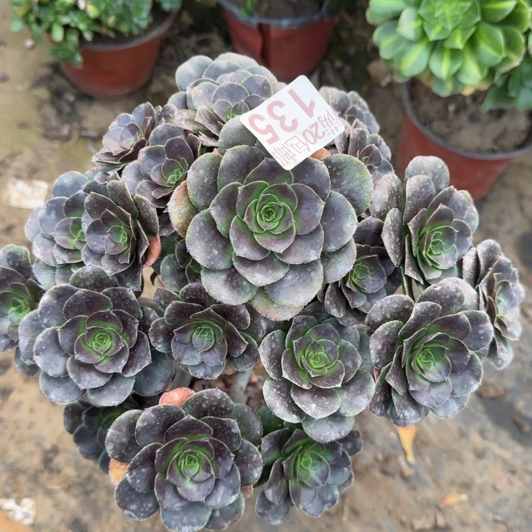 炫彩圆叶135满20包邮断枝不包