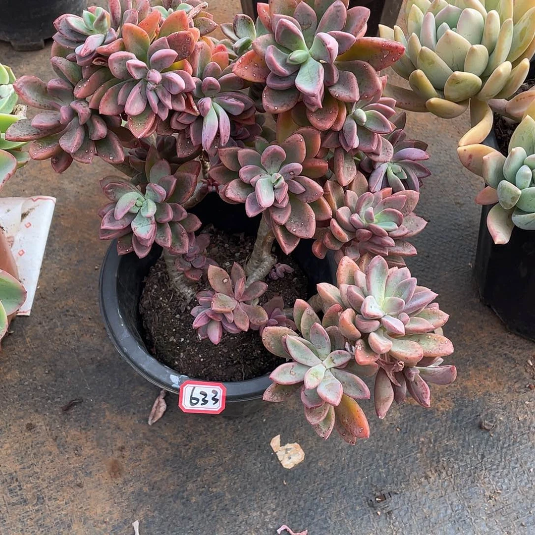 633紫心 一物一拍多肉