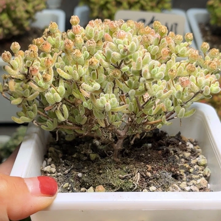 48紫冰晶优选枝干番杏