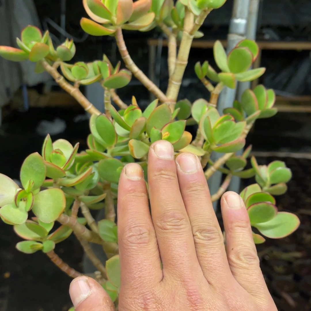 东****店37733738836883