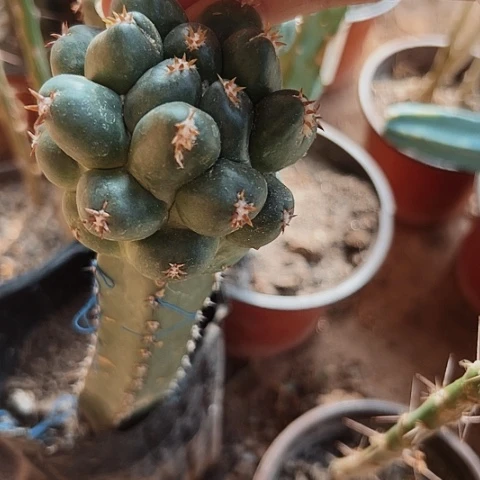 3097像芽仙人球的形状的