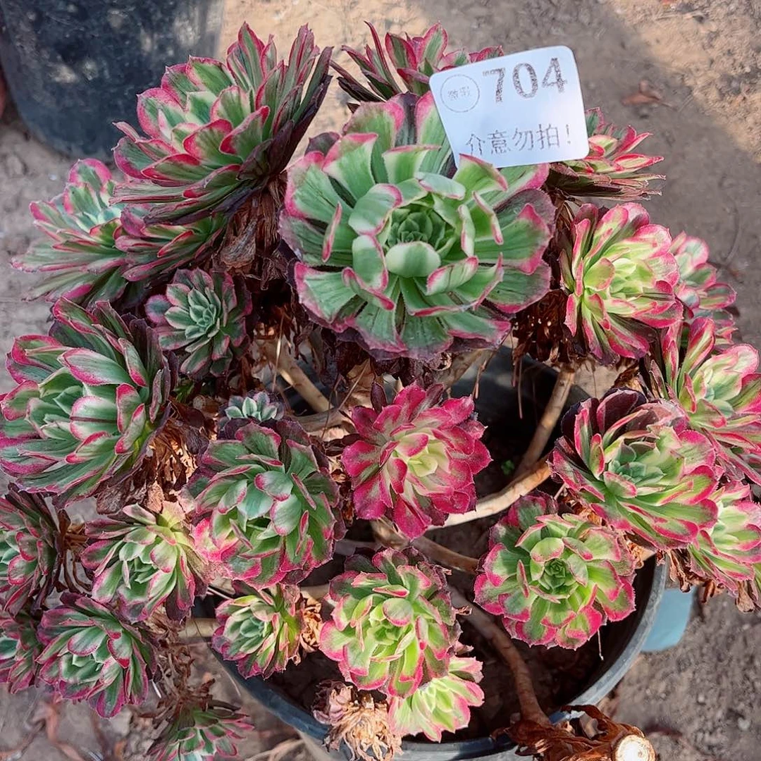 无花朵多肉植物704