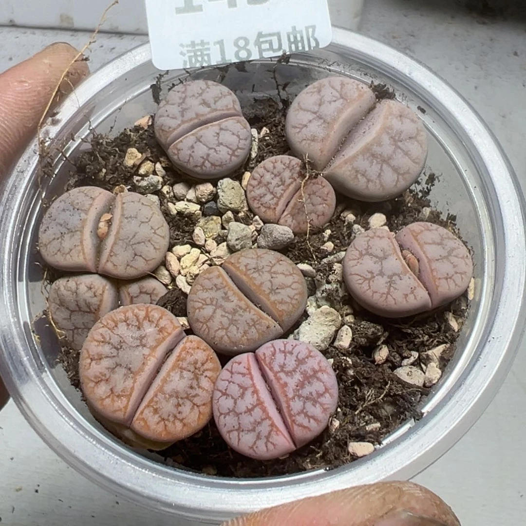 【闪购商品】 143。