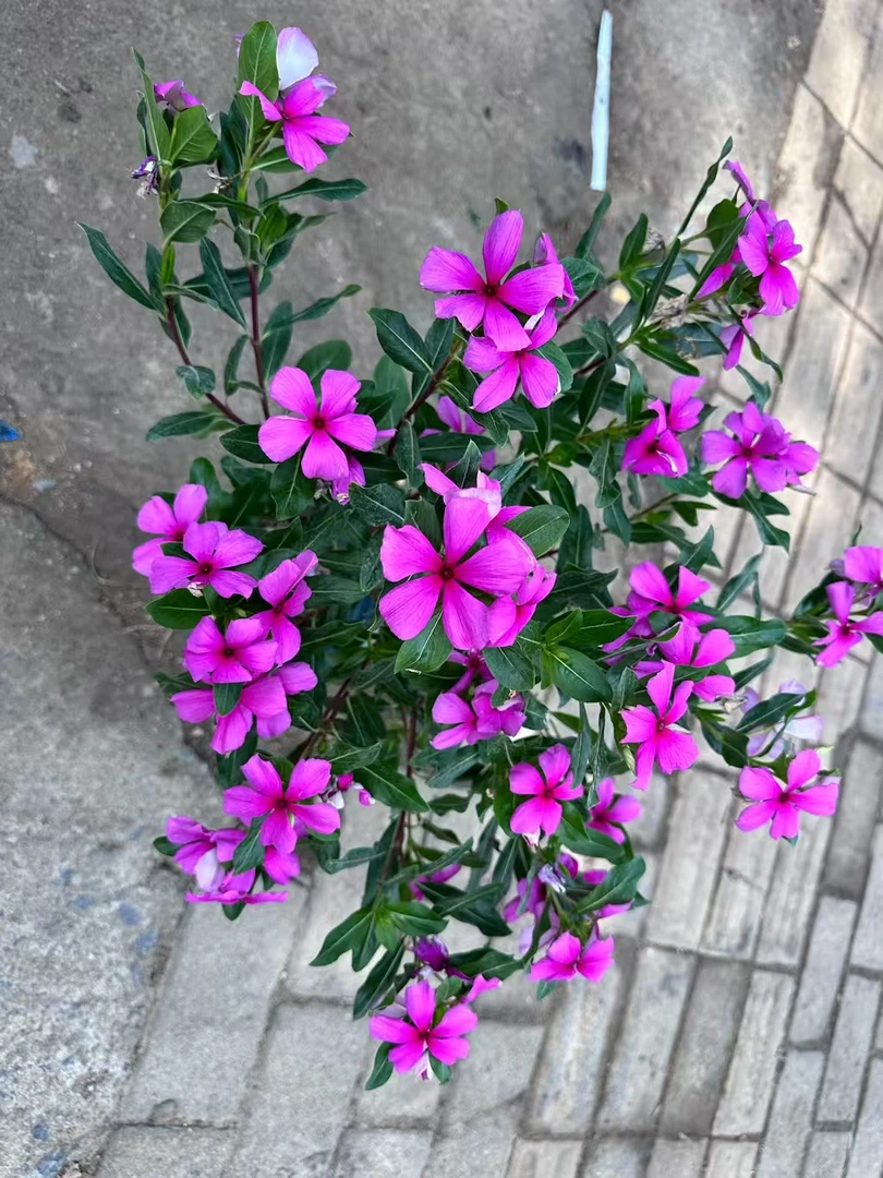长春花盆栽带花苞四季开花耐热适合阳台庭院种植