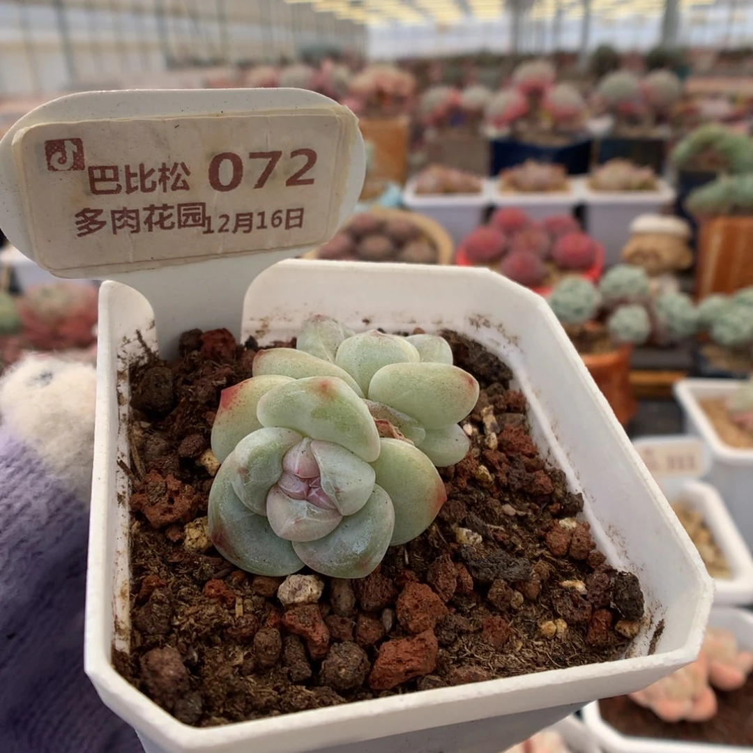 072冰玉多肉植物