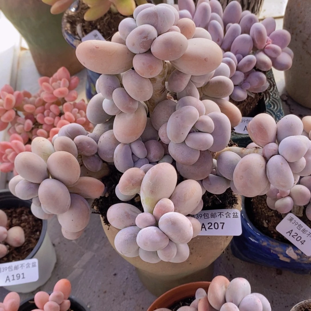 芭比奶洛19cm207多肉植物