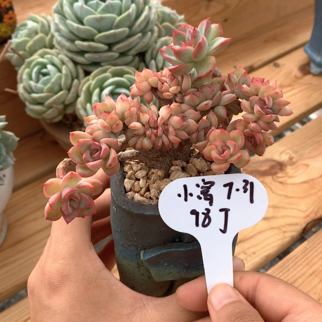 住***妞荷花整群一物一拍