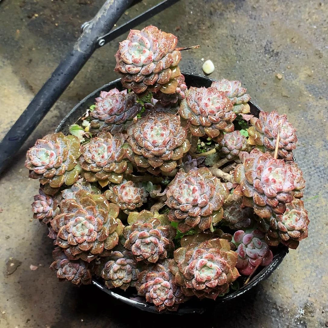 粉布偶一物一拍8.5