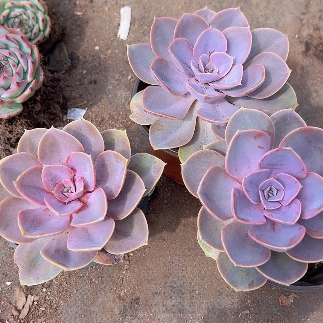 三盆紫丁香 带桩子 大单头