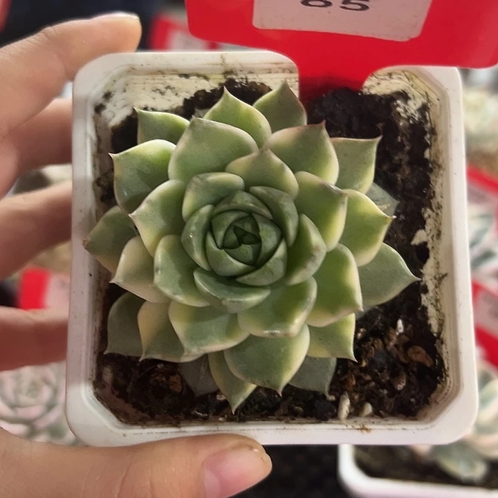 65号法比奥拉锦多肉植物