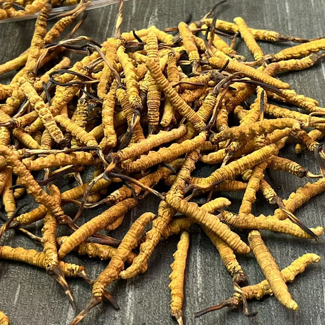 【冬虫夏草】甄选大草 2025新干草 自然晒干 品质滋补